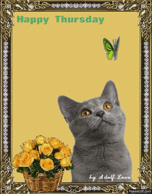 Kot obserwujący motyla czwartek